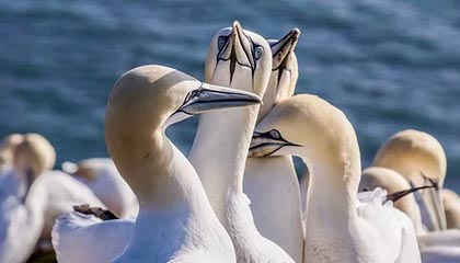 40岁魔笛太拼了:斜线狂奔25米 超车22岁小将!意甲第1核心