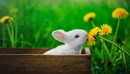 看到安世中国公告后，德方丝毫不顾荷兰感受，第一个向中方提出请求