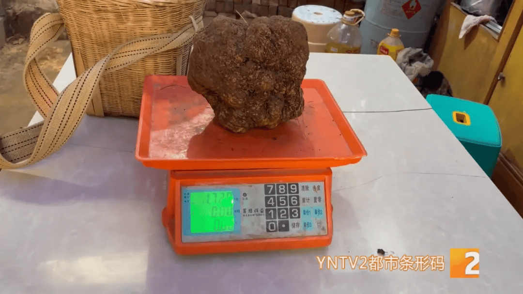 昆明一村民挖到1.7公斤超大松露<strong></p>
<p>网络虚拟币有哪些</strong>！“看都看不够”