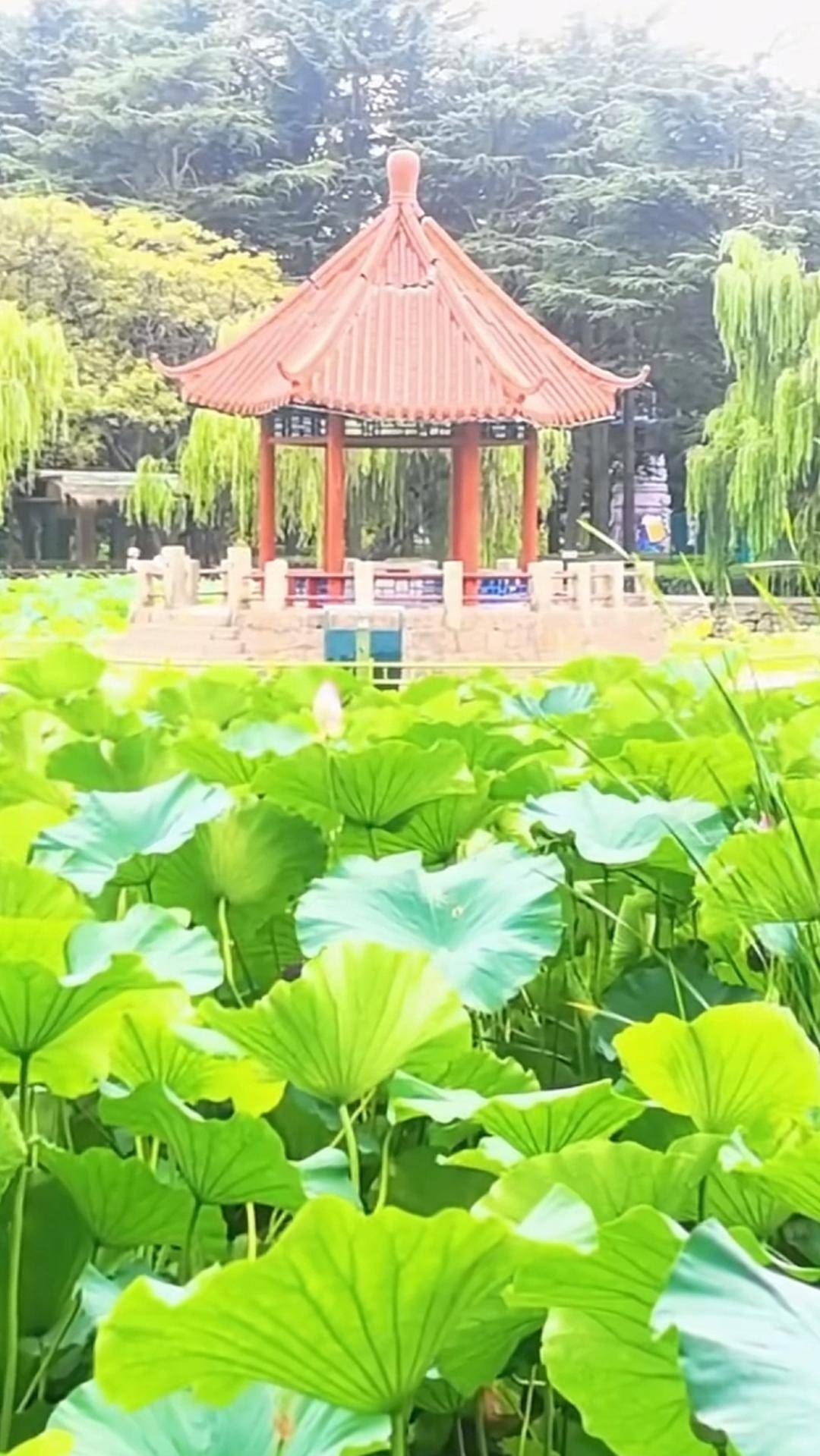 青岛中山公园一凉亭突然倒塌：一年前刚完成修缮<strong></p>
<p>南宁百货股票</strong>，园方称无伤亡原因待查