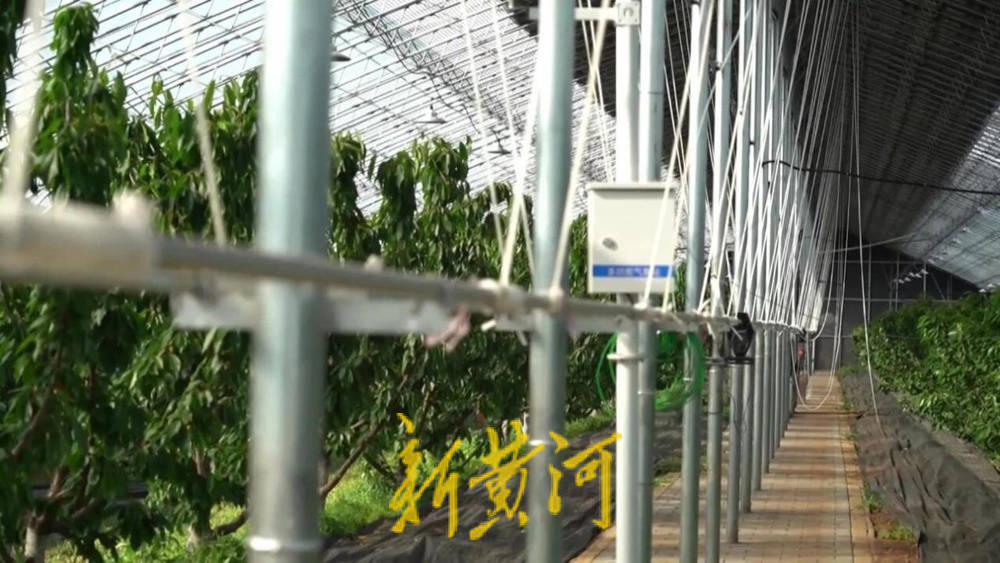 潍坊临朐：30.77 亿元<strong></p>
<p>永泰能源股票</strong>！“红玛瑙”大樱桃何以成乡村振兴“甜蜜引擎”