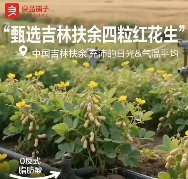 “花生上树”闹剧：AI翻车背后<strong></p>
<p>选股票</strong>，我们都在弄丢常识？