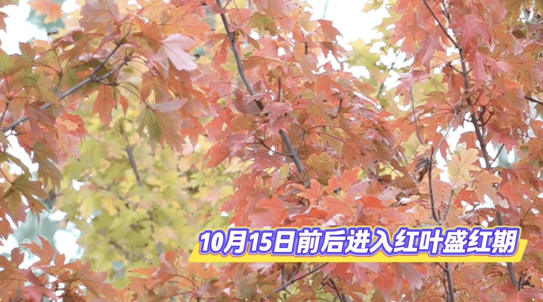北京将迎新一轮秋雨<strong></p>
<p>海南发展股票</strong>，赏红期预告来了！