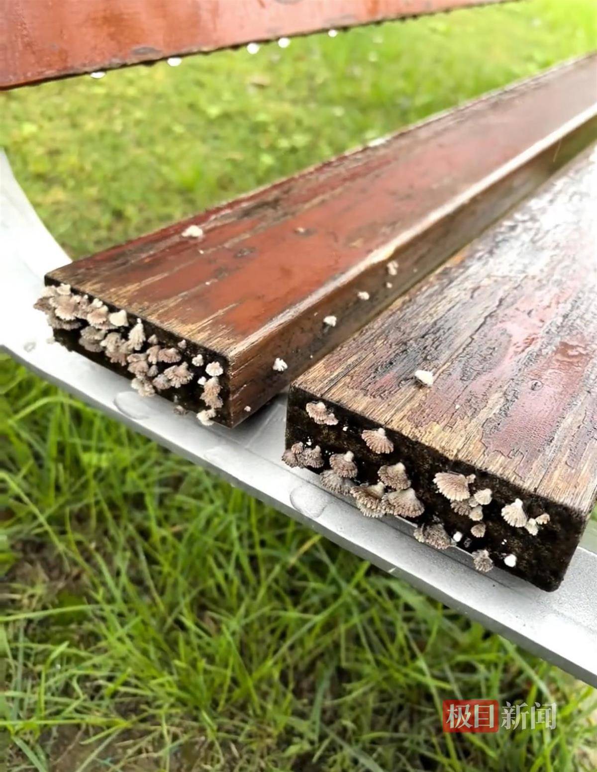 西安连续一个多月降雨遍地长蘑菇<strong></p>
<p>海南发展股票</strong>，大雁塔受潮，城墙布满青苔，气象局解释成因
