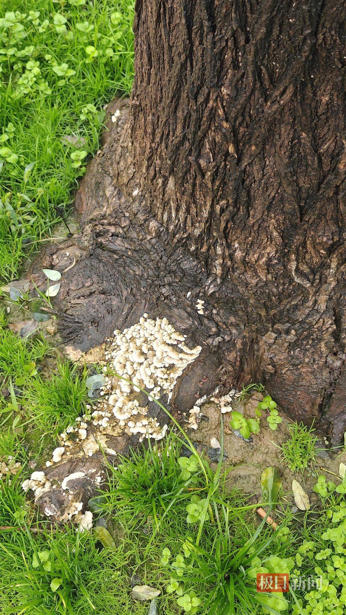 西安连续一个多月降雨遍地长蘑菇<strong></p>
<p>海南发展股票</strong>，大雁塔受潮，城墙布满青苔，气象局解释成因