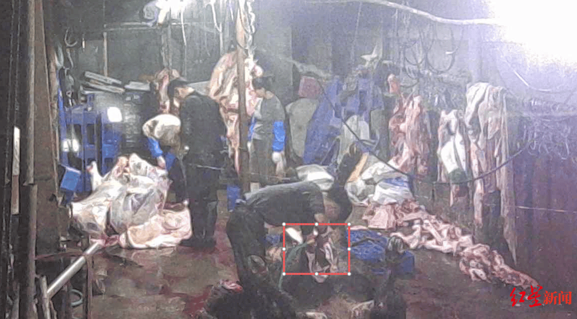 注水牛肉调查：屠宰场藏身农家院<strong></p>
<p>亨通光电股票</strong>，深夜切开牛胸注水数分钟，牛肉连夜送批发市场