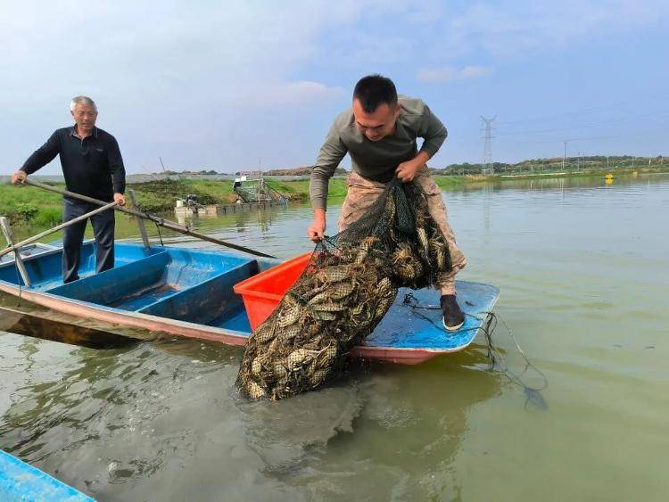 武汉江夏一地大闸蟹大量上市<strong></p>
<p>步步高股票</strong>,日产1000斤当天售完,每只螃蟹有自己的“身份证”,吃深海小黄鱼长大