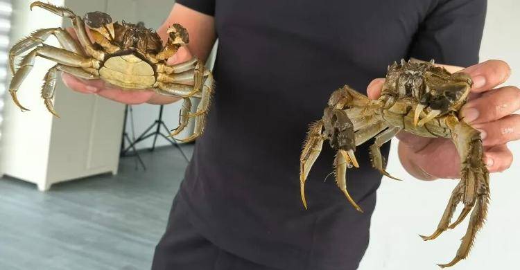 武汉江夏一地大闸蟹大量上市<strong></p>
<p>步步高股票</strong>,日产1000斤当天售完,每只螃蟹有自己的“身份证”,吃深海小黄鱼长大