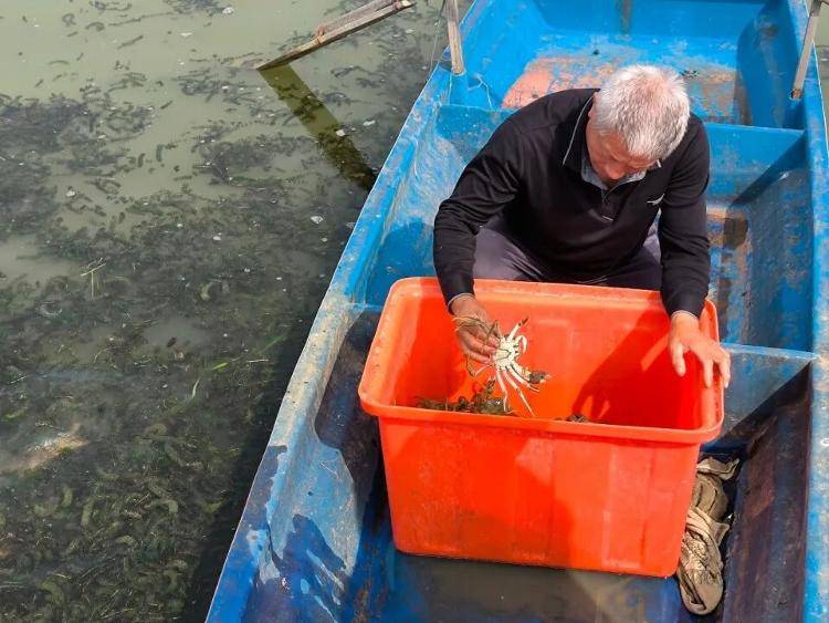 武汉江夏一地大闸蟹大量上市<strong></p>
<p>步步高股票</strong>,日产1000斤当天售完,每只螃蟹有自己的“身份证”,吃深海小黄鱼长大