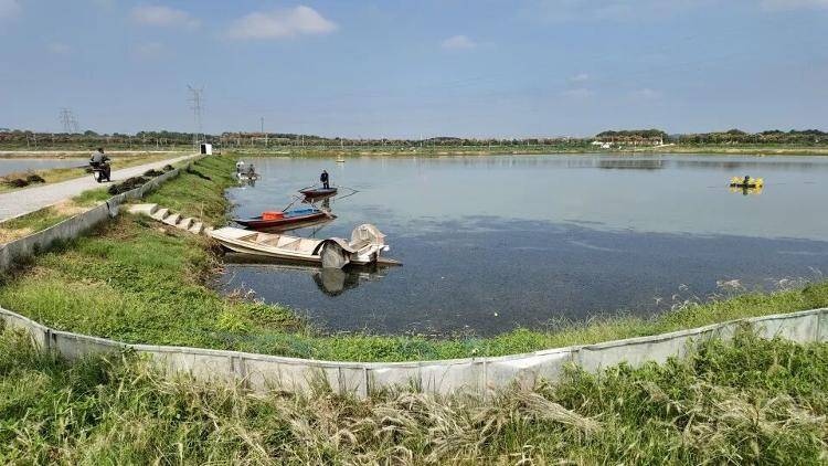 武汉江夏一地大闸蟹大量上市<strong></p>
<p>步步高股票</strong>,日产1000斤当天售完,每只螃蟹有自己的“身份证”,吃深海小黄鱼长大