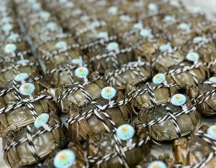 武汉江夏一地大闸蟹大量上市<strong></p>
<p>步步高股票</strong>,日产1000斤当天售完,每只螃蟹有自己的“身份证”,吃深海小黄鱼长大