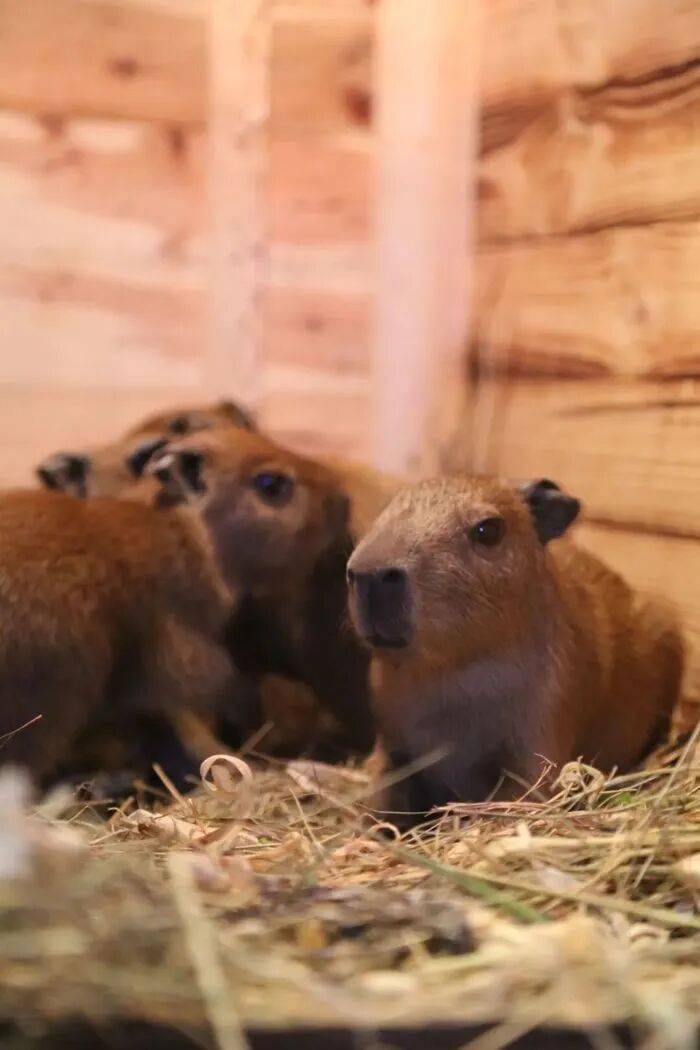 出生1小时就能独立行走<strong></p>
<p>航发动力股票</strong>,济南动物园“果果”和“豚豚”的4只新生幼崽,周末和市民见面