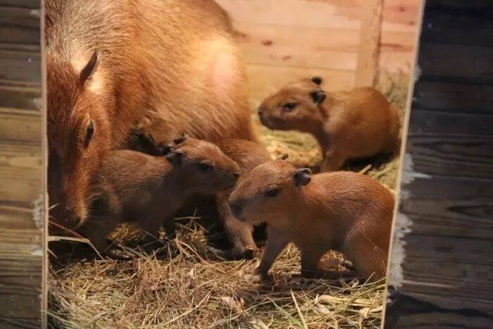 出生1小时就能独立行走<strong></p>
<p>航发动力股票</strong>,济南动物园“果果”和“豚豚”的4只新生幼崽,周末和市民见面