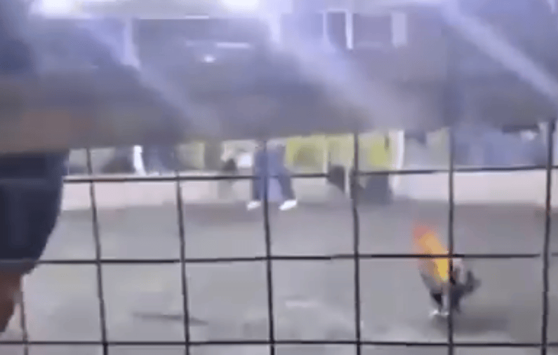 男子遭自家斗鸡攻击大出血死亡<strong></p>
<p>海格通信股票</strong>，鸡脚上绑有锋利刀片，当地赛事奖金高达21万