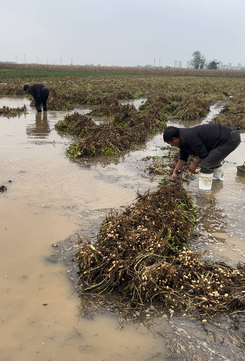 夏旱之后又秋涝<strong></p>
<p>博通股票</strong>,一位河南农户的花生抢收战