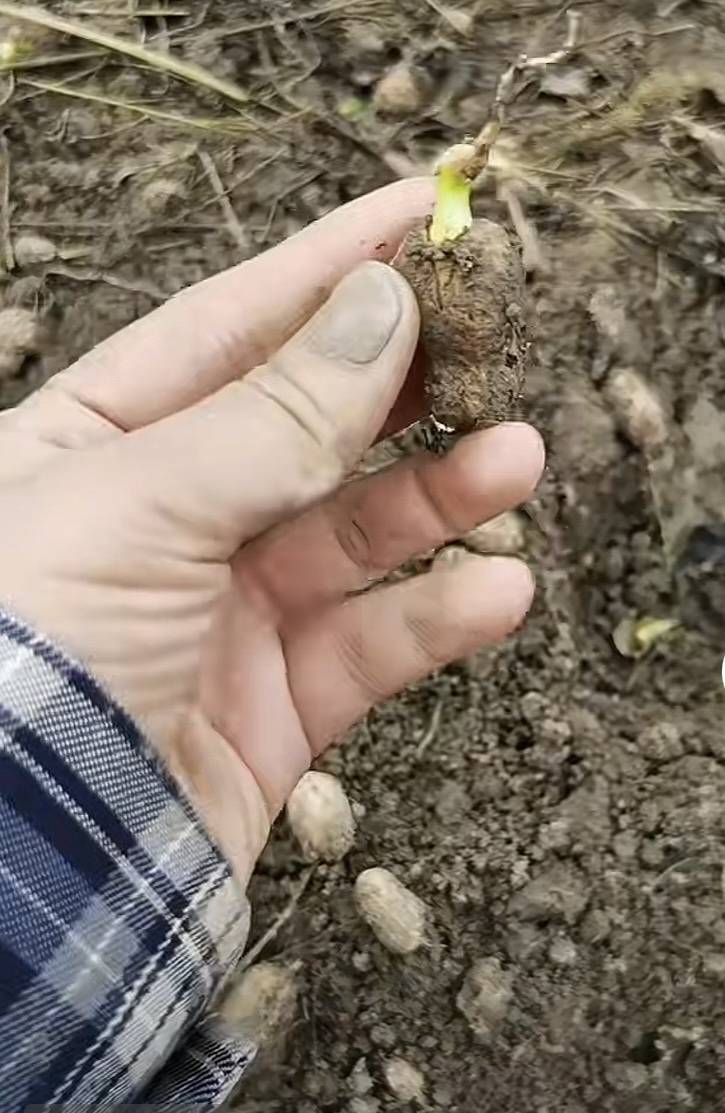 夏旱之后又秋涝<strong></p>
<p>博通股票</strong>,一位河南农户的花生抢收战