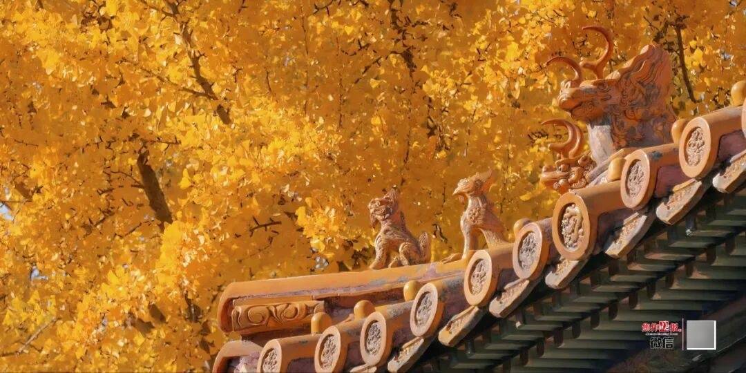 银杏金黄<strong></p>
<p>博通股票</strong>！铺满焦作的秋天！