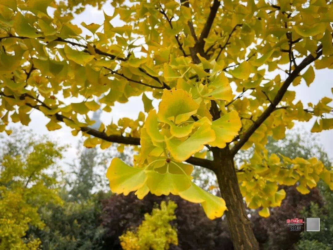 银杏金黄<strong></p>
<p>博通股票</strong>！铺满焦作的秋天！