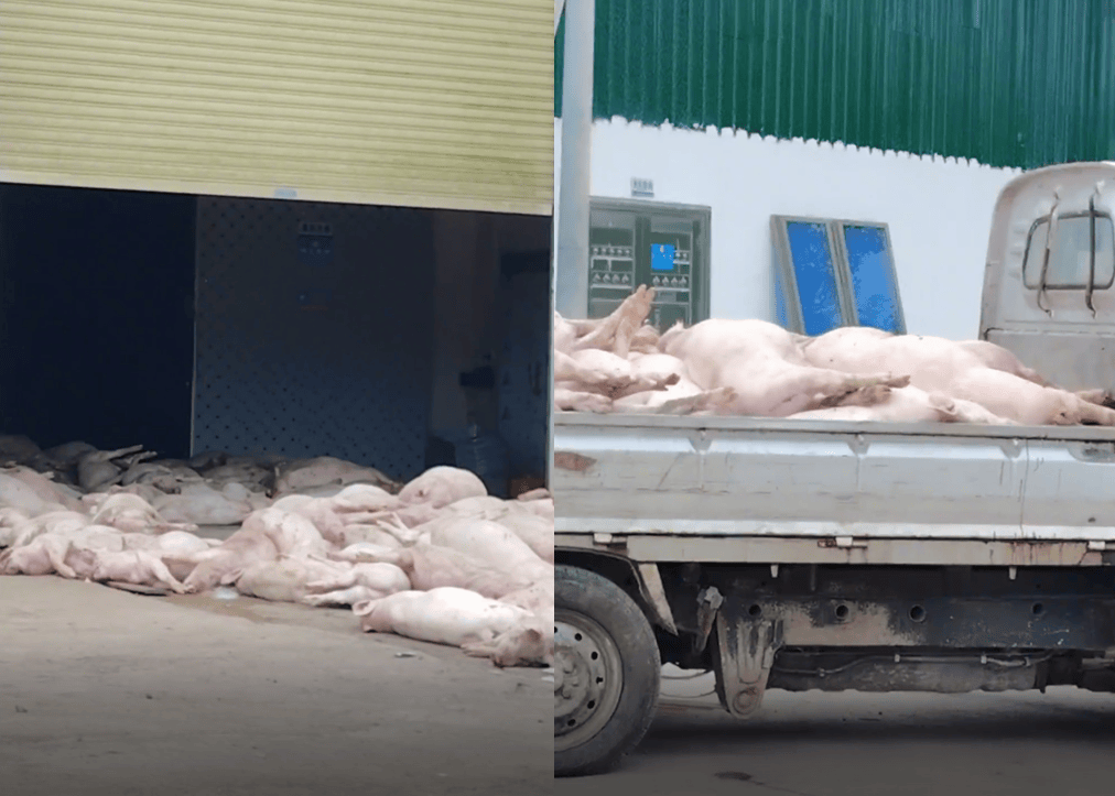 广东一食品企业出现大量死猪事件追踪:公安部门介入侦办<strong></p>
<p>广电运通股票</strong>,企业负责人被控制