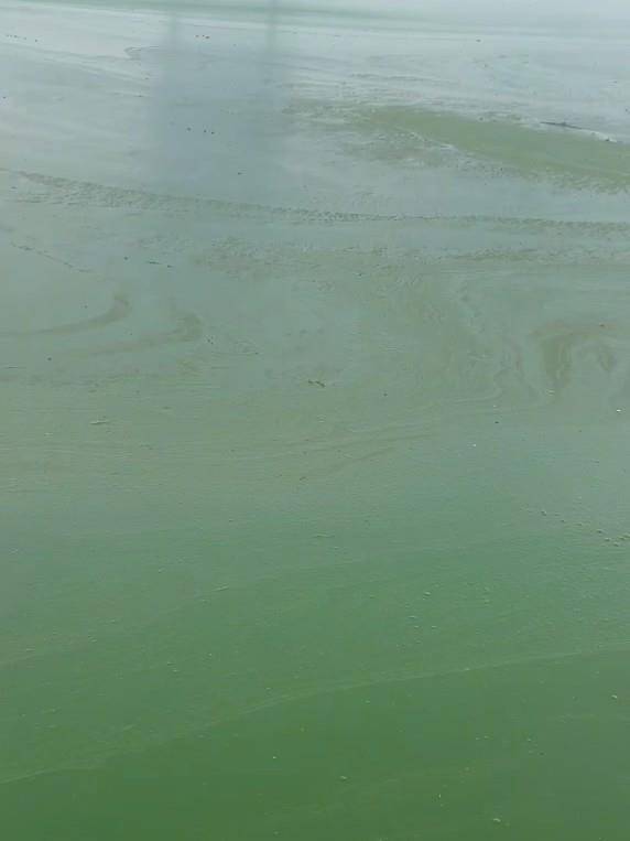 昆明滇池部分水域变绿有异味<strong></p>
<p>广电运通股票</strong>,管理局:特定气候下出现轻度水华,已处理控制