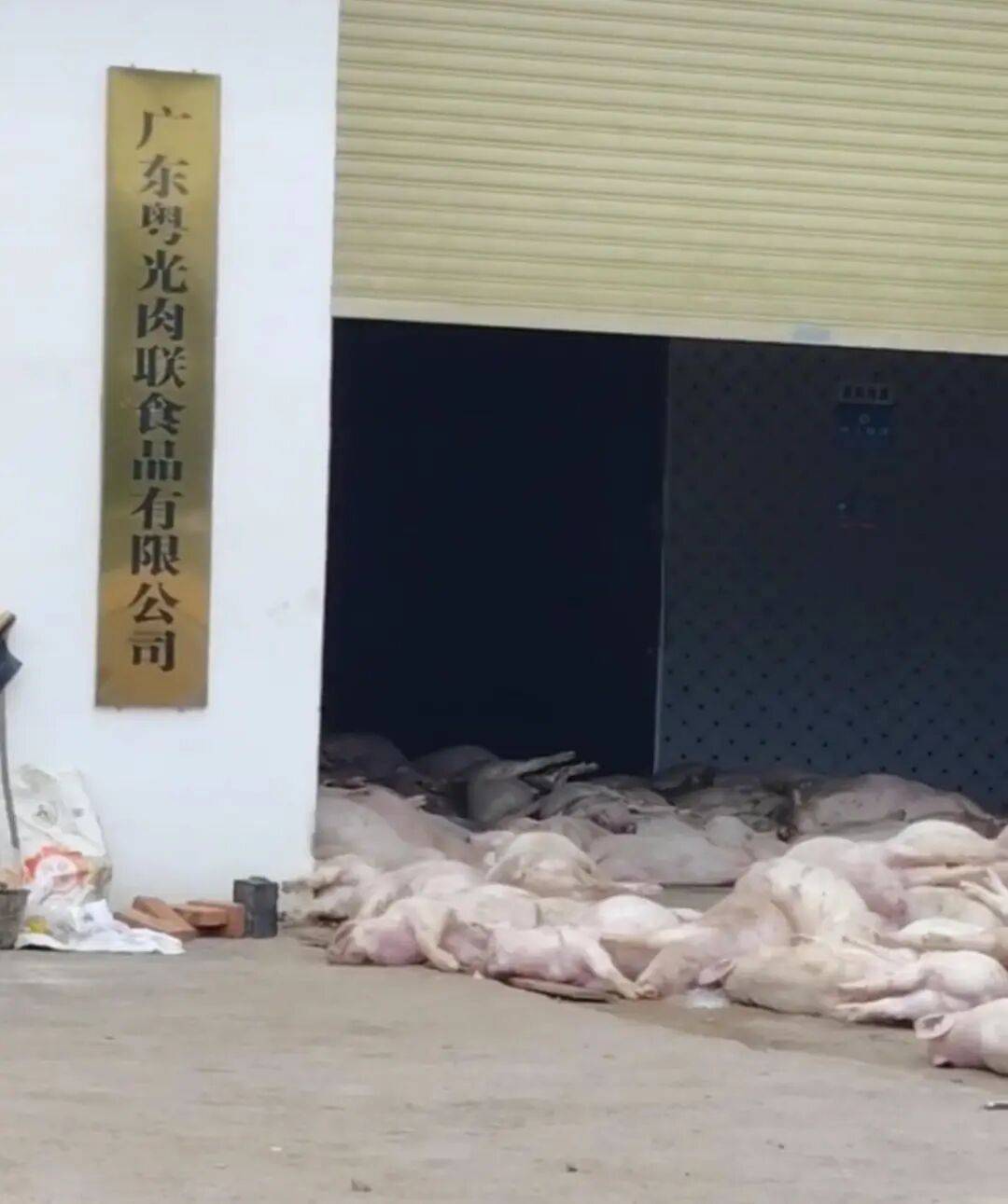 广东一肉联公司门口堆满死猪<strong></p>
<p>宝信软件股票</strong>，官方：7人被控制