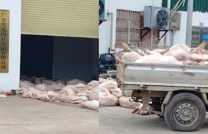 广东一肉联公司门口堆满死猪<strong></p>
<p>宝信软件股票</strong>，官方通报：7人被公安控制，涉嫌非法处置死猪
