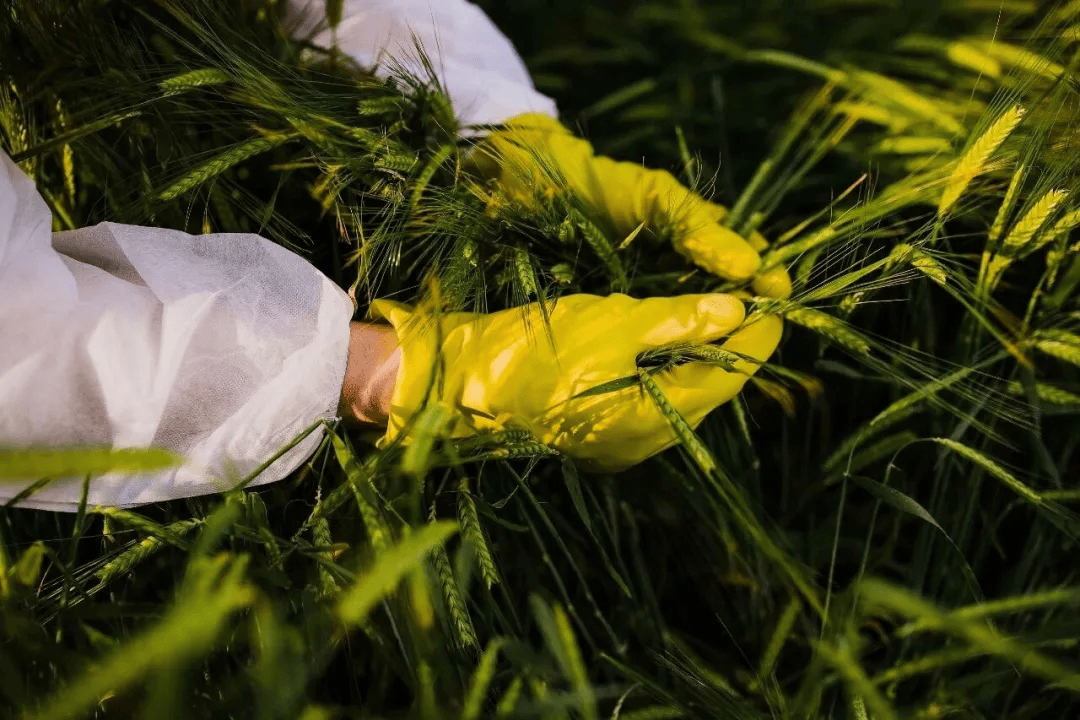 警惕<strong></p>
<p>国盾量子股票</strong>!田里有间谍