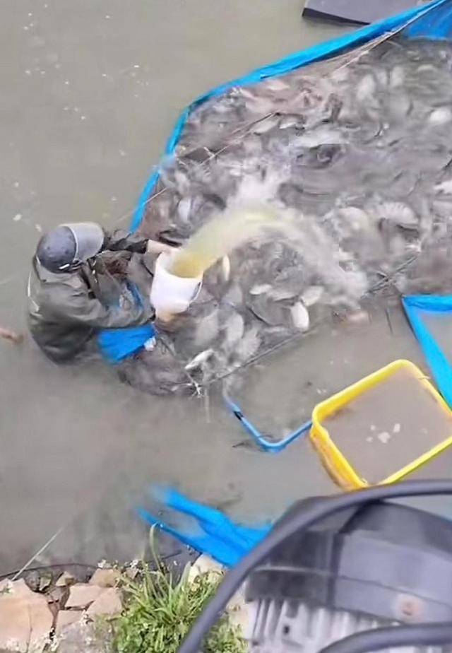 水产市场“麻醉鱼”调查:有商家称麻药有味会换水再卖<strong></p>
<p>新大陆股票</strong>,有无危害尚不明